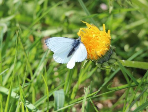 small cabbage white butterfly pieris rapae butterfly