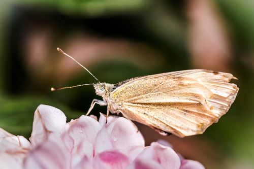 small cabbage white ling pieris rapae butterflies