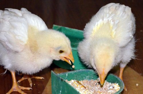 Small Chicks Feeding