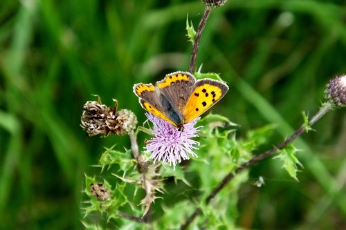 small copper  butterfly  nature