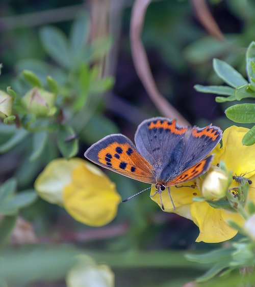 small copper  butterfly  wings