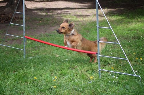 small dog dog hurdle