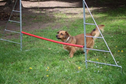 small dog dog hurdle