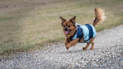 small dog play race