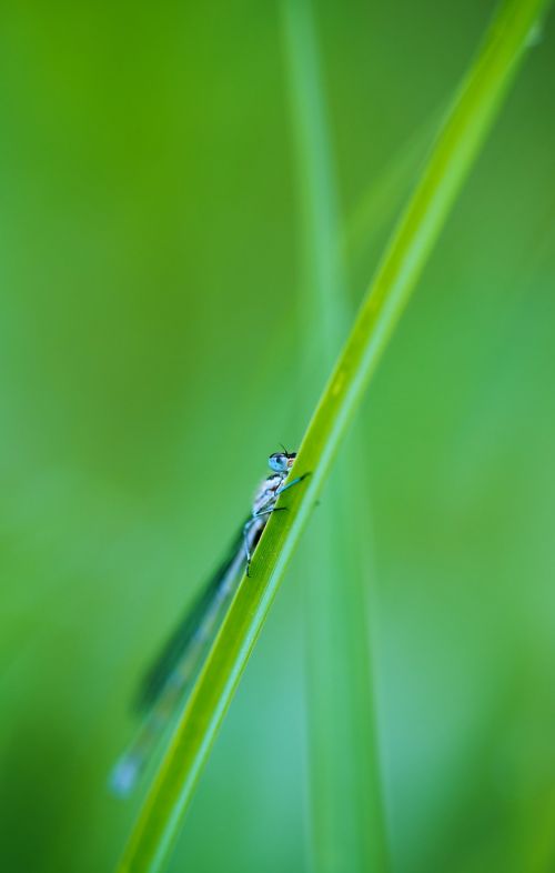 small dragonfly grass insect