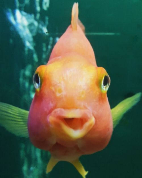small fish goldfish floating