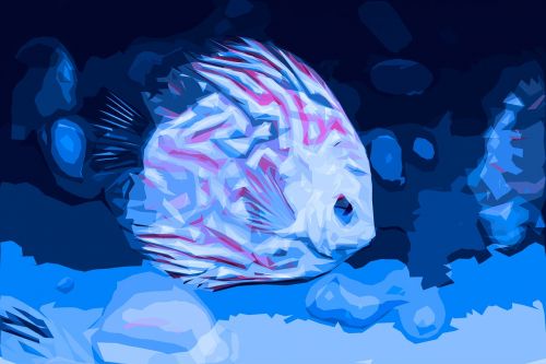 small fish diskus aquarium