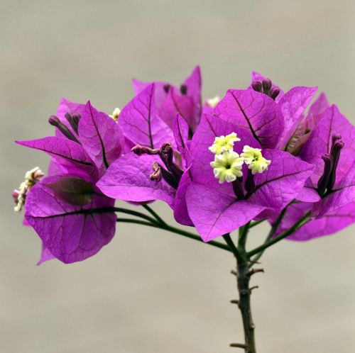 purple bougainvilla spring