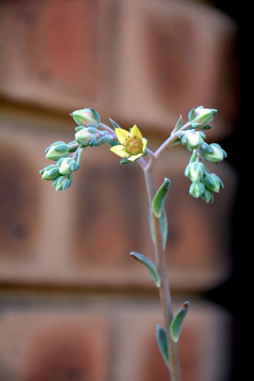 small flower blooming garden