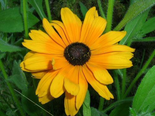 small flower sunflower grass