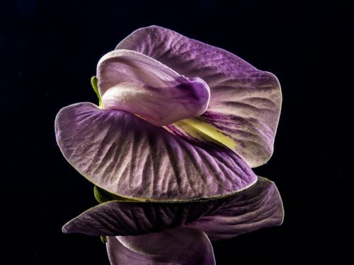 small flower flower violet