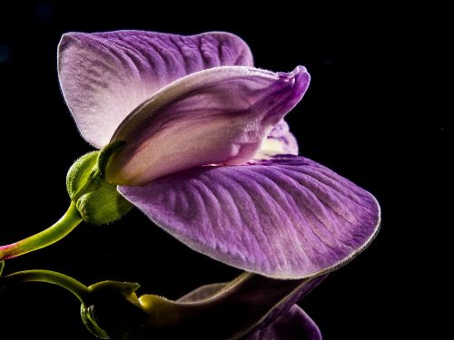 small flower flower violet