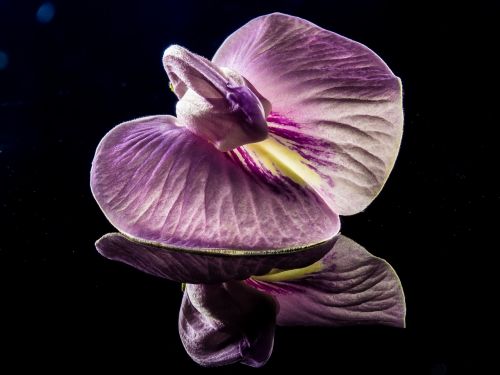 small flower flower violet