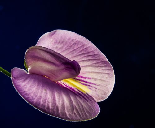 small flower flower violet