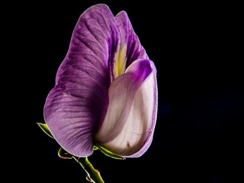 small flower flower violet