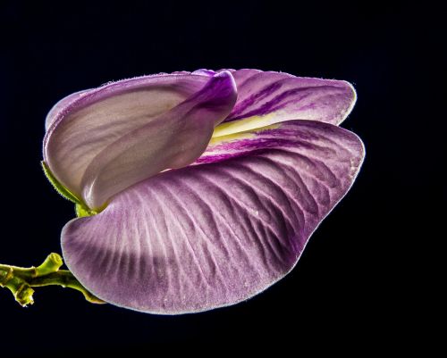 small flower flower violet