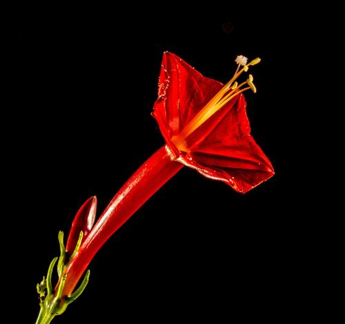 small flower flower red