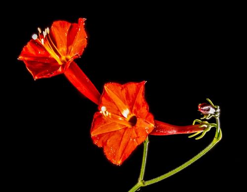 small flower flower red