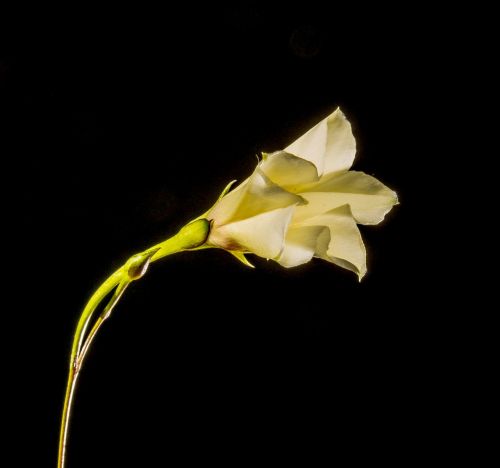small flower flower white