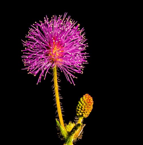 small flower flower purple pink