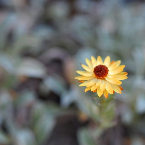 small flower yellow flower