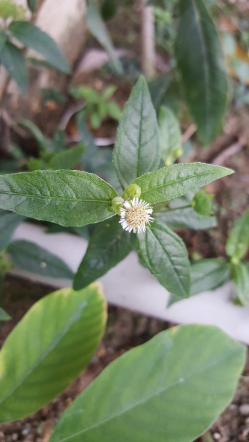 small flower white green