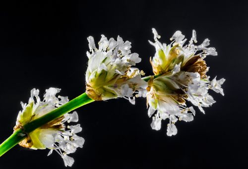 small flower wild flower white