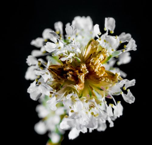 small flower wild flower white