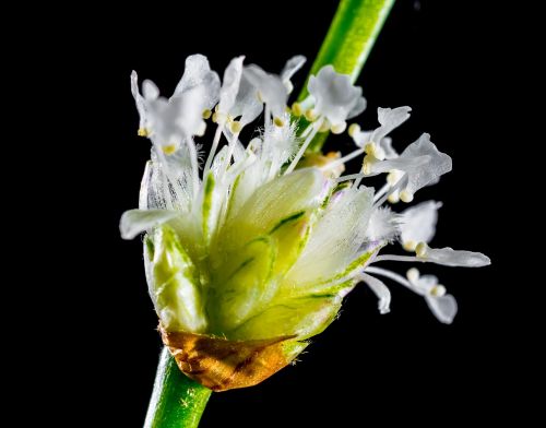 small flower wild flower white