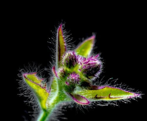 small flower wild flower blossom