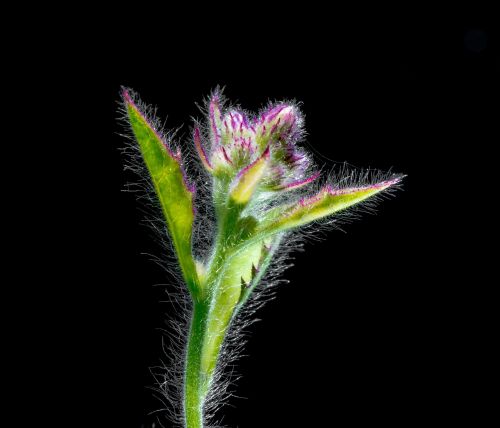 small flower wild flower blossom