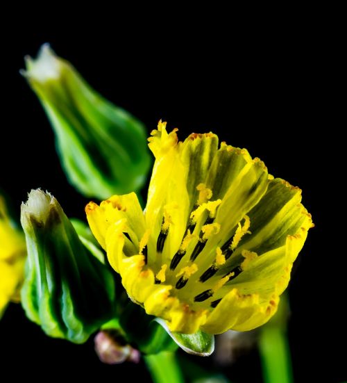 small flower wild flower blossom