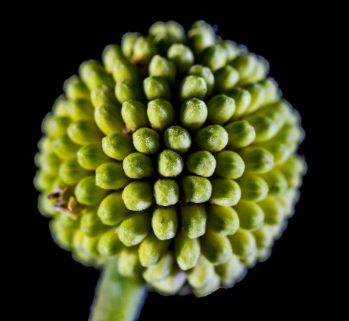 small flower flower wild flower