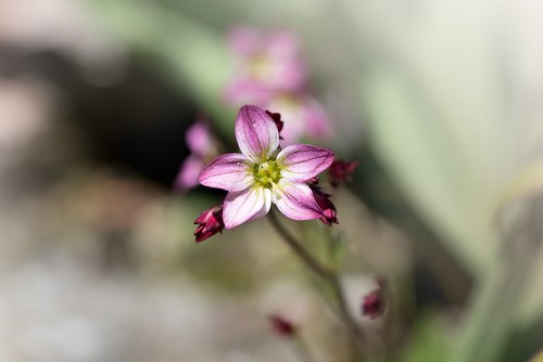 small flower  small  tender