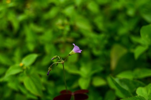 small flower  linda flower  spring