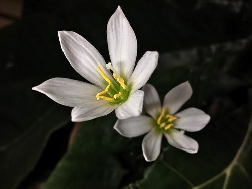 small flower  white  flowers