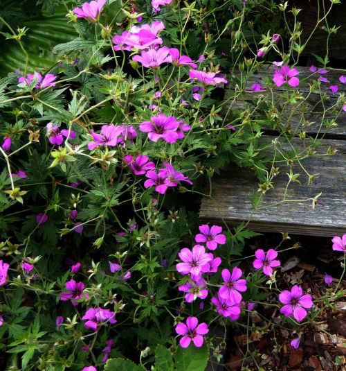 small flowers purple pink