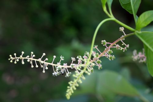 small fresh plant vine