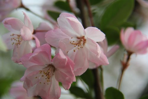 small fresh flowers spring