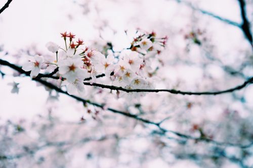 small fresh spring cherry blossom