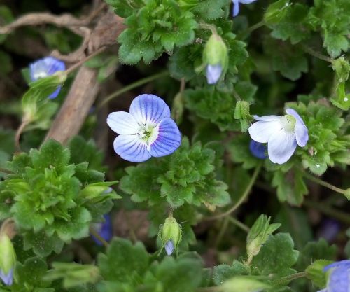 small fresh wild flowers blue and purple