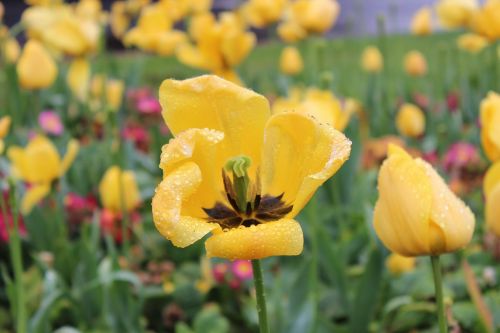 small fresh flower yellow