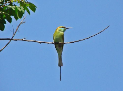 small green bee-eater india bird