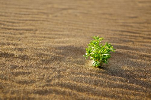 Small Green Plant