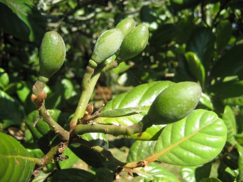 small immature fruit tree green foliage