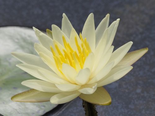 small kind lotus crystal yellow