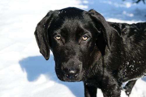 small labrador dog house animals