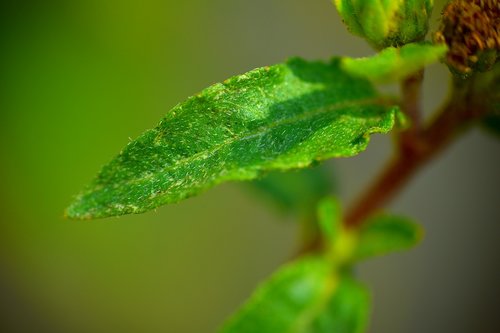 small leaf  macro  nascent leaf