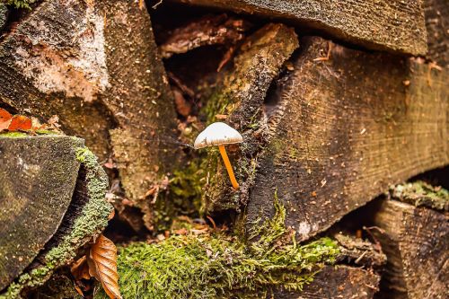 small mushroom holzstapel old wood