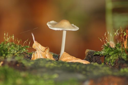 small mushroom mushrooms close
